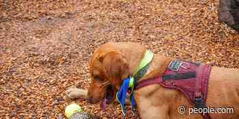 Rhode Island Zoo Working with Trained Search Dog Named Newt to Help Track and Save Turtles - PEOPLE
