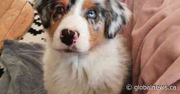 Albertans falling victim to ‘unprecedented surge’ of online scams, including pet scams