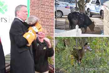 GOP trolls Bill de Blasio on campaign trail with reminders of embarrassing animal mishaps - New York Post