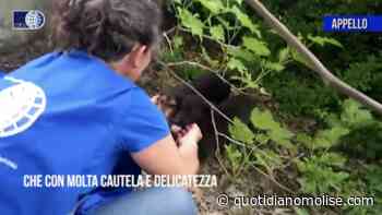 Due cucciole spaventate e affamate salvate dall'Oipa Termoli - Il Quotidiano del Molse
