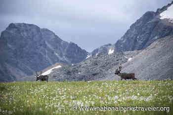 Have Your Say On The Future Of Jasper's Caribou - National Parks Traveler