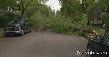 Calgary Fire Department fields more than 200 calls due to strong winds, downed power lines