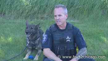Aurora police use new tech to monitor temperatures of K9s on hot days - FOX 32 Chicago