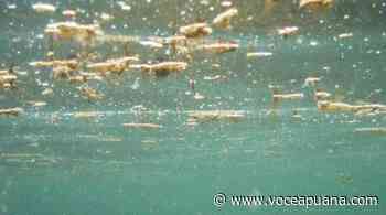 Marina di Massa, con caldo e afa torna l'alga tossica. I consigli di Arpat per i bagnanti - La Voce Apuana