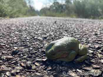 Mistero in Australia: le rane stanno morendo di nuovo in massa - MeteoWeb