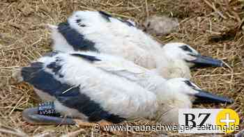 Achtung – Waschbären bedrohen Weißstörche im Kreis Peine - Braunschweiger Zeitung