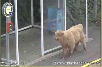Young bull joins passengers on train platform in Glasgow - Barrhead News