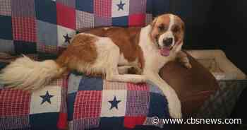 Concord NH dog missing for 10 days rescued from pipe - CBS Boston