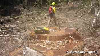 Forestry Corporation guilty of felling in koala exclusion zones near Coffs Harbour