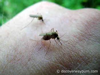 City of Weyburn preparing for mosquitoes - DiscoverWeyburn.com