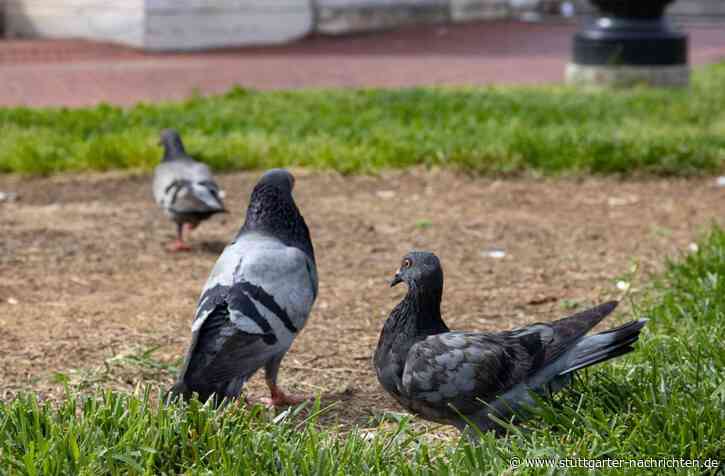 Schrecklicher Fund in Bruchsal: Anwohner entdeckt 34 tote Tauben in öffentlicher Biotonne - Stuttgarter Nachrichten