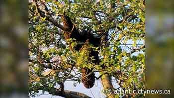 Cape Breton man captures rare swarm of honeybees on video - CTV News Atlantic