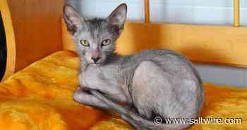 Rare breed: 'Werewolf' kitten arrives in Cape Breton - Saltwire
