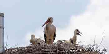 Storch war bei Heka-Störchen: Vier Junge über den Dächern Erlangens - Nordbayern.de