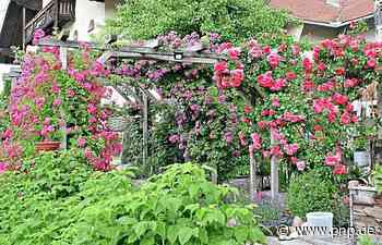 Rosen als Hingucker in Stadt und Landkreis Passau - Passauer Neue Presse - PNP.de