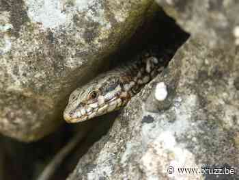 Oost-Europese meerkikker en muurhagedis rukken op in Brussel - BRUZZ
