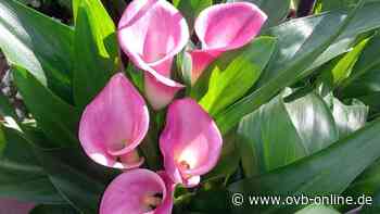 Zimmerpflanze Calla blüht nicht: Die Erde muss stets feucht sein - ovb-online.de