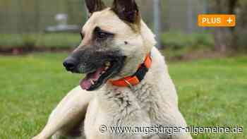 Vor dem Krieg gerettet: Im Tierheim leben nun Hunde aus der Ukraine