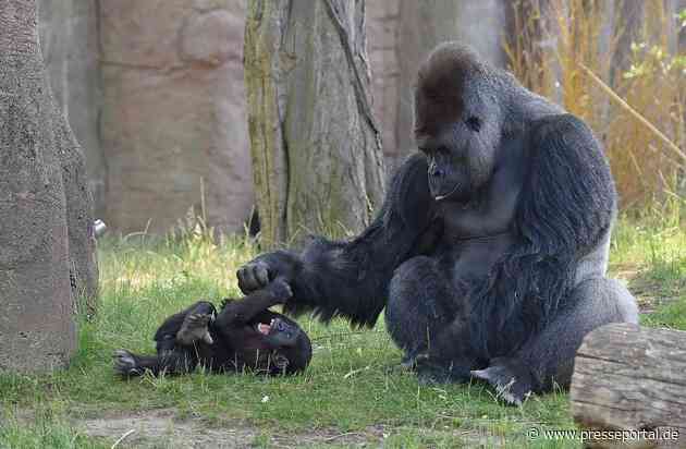 Welt ohne Affen / Zooverband warnt vor dramatischer Lage für Menschenaffen