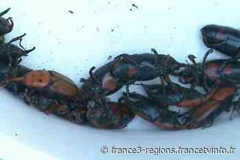 A Nice, la lutte contre le charançon rouge du palmier par des spores de champignons fait ses preuves - France 3 Régions