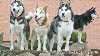 Tote Huskys von Dobel: Peta fordert jetzt ein Schlittenhunderennen-Verbot