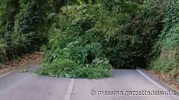 Messina, crolla albero sulla strada verso i Colli Sarrizzo: ostruita la carreggiata - Gazzetta del Sud - Edizione Messina