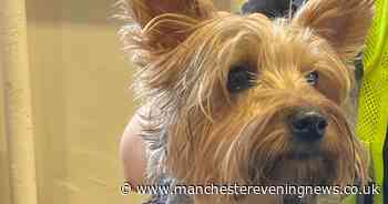 Bruno the Yorkshire Terrier found roaming streets near cricket ground - police are looking for his owner - Manchester Evening News