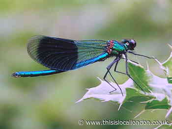 Nature Notes: Take a moment to admire damselflies
