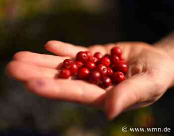 Sind Cranberrys gesund? 9 Gründe, sie zu essen - wmn
