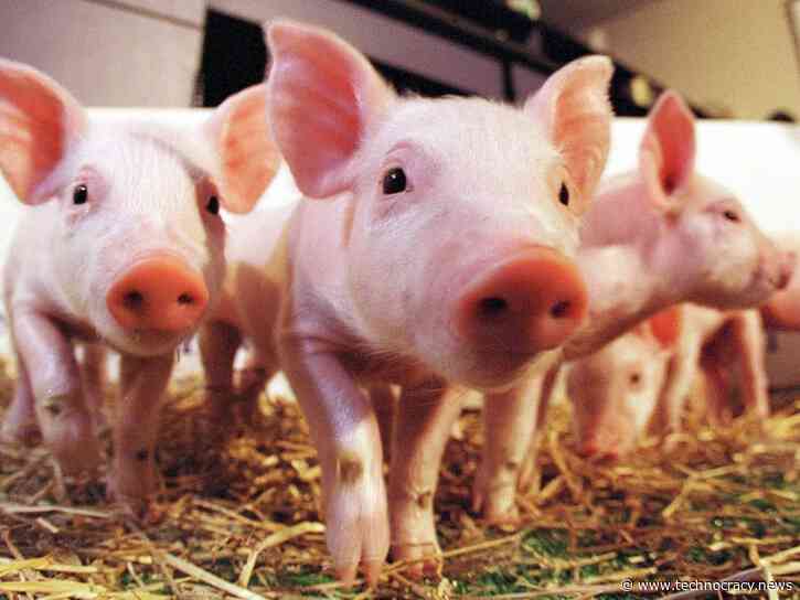 China Fully Automates Cloning Of Pigs