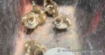 Polizisten retten fünf Entenküken von Straße