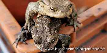 So viele Kröten und Molche wie nie im Kreis Hildesheim gesammelt - www.hildesheimer-allgemeine.de