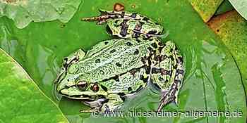 Hingucker: Ein Meister der Tarnung in Hildesheim - www.hildesheimer-allgemeine.de