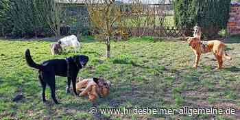 Angebot in Region Hildesheim ausgeweitet: Freilauffläche jetzt auch speziell für kleine Hunde - www.hildesheimer-allgemeine.de