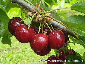 Ciliegie: nel 2021 +33 per cento nelle vendite - Corriere dell'Economia
