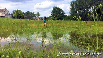 Bebauung geplant: Grüne geben Kampf um Sevenicher Feuchtwiese nicht auf - Rhein-Zeitung