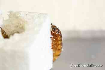 Scientists Discover “Superworms” Capable of Munching Through Plastic Waste