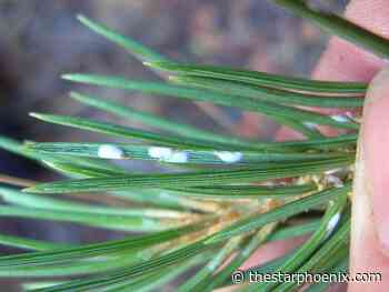 Gardening: Finding the cause of pine needle browning