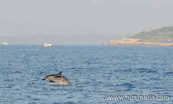 Scannez la nature entre le Cap d'Antibes et les Îles de Lérins