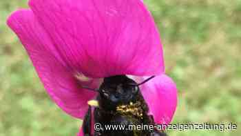 Staatenloses Insekt: So helfen Hobbygärtner der Holzbiene