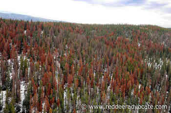 Mountain pine beetles continue trek east – Red Deer Advocate - Red Deer Advocate