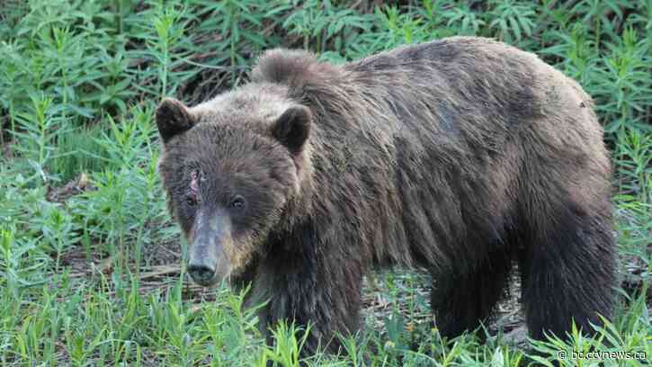 Grizzly spotted with broken arrow stuck in its head: B.C. conservation