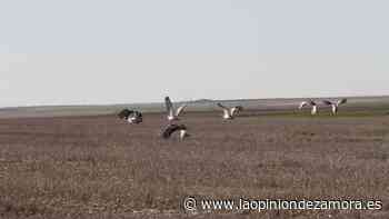 Ecologistas Zamora advierte del "grave impacto" de un parque eólico y solar en Tierra de Campos - La Opinión de Zamora