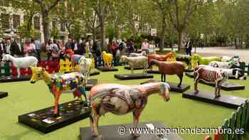 Fromago desplegará en Zamora 369 carpas, cinco tabernas y tres escenarios - La Opinión de Zamora