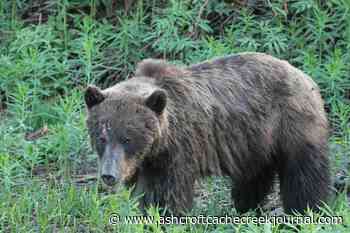 Conservation officers seek info on injured grizzly in northwest BC – Ashcroft Cache Creek Journal - Ashcroft Cache Creek Journal