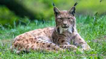 Nabu will besseren Schutz von Luchsen per Stabsstelle - Süddeutsche Zeitung - SZ.de