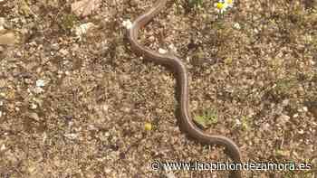 Los zamoranos, divididos ante las "temidas" culebras - La Opinión de Zamora