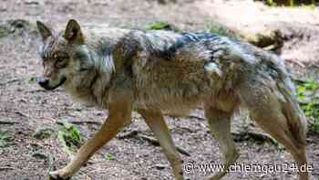 Wolf im Berchtesgadener Land und Traunstein: Maßnahmen stoßen bei Tierhaltern auf Kritik - chiemgau24.de