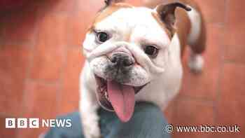 Dog health: Don't buy a bulldog until breed is reshaped, vets plead