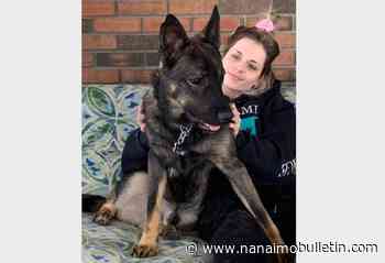 Search continues for woman, dog near Kelowna creek during flood emergency – Nanaimo News Bulletin - Nanaimo Bulletin